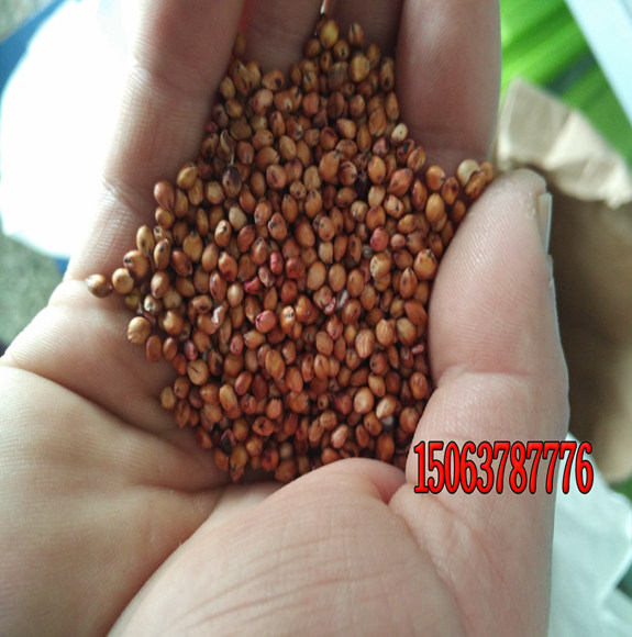 怎樣能買到優質的綠化草種子？