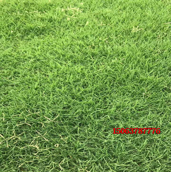 怎樣選購優質的護坡草籽？