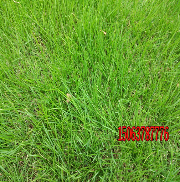 護坡草怎么種植發芽率高？