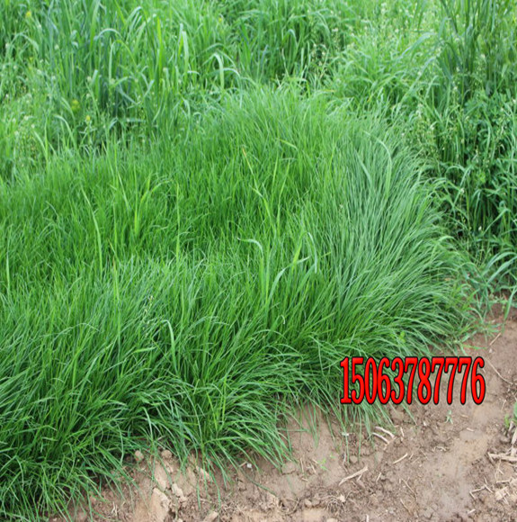 混播草坪冬季應該怎樣養護？