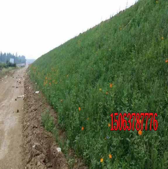 護坡草有什么作用？