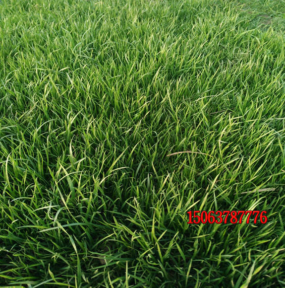 種植護坡草的好處是什么？