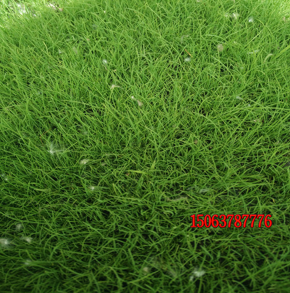 種植護坡草的好處是什么？