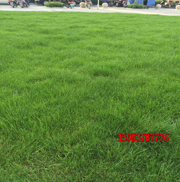 種植護坡草的好處是什么？