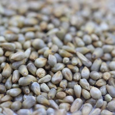 狼尾草每平米種多少克種子