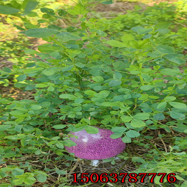 苜蓿草籽哪種好？