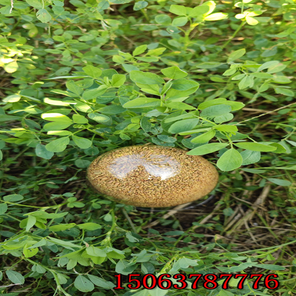 苜蓿草籽種植技術？