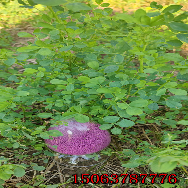 苜蓿草籽種植技術？