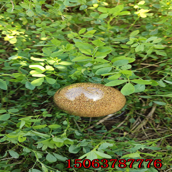 苜蓿草籽種植技術？