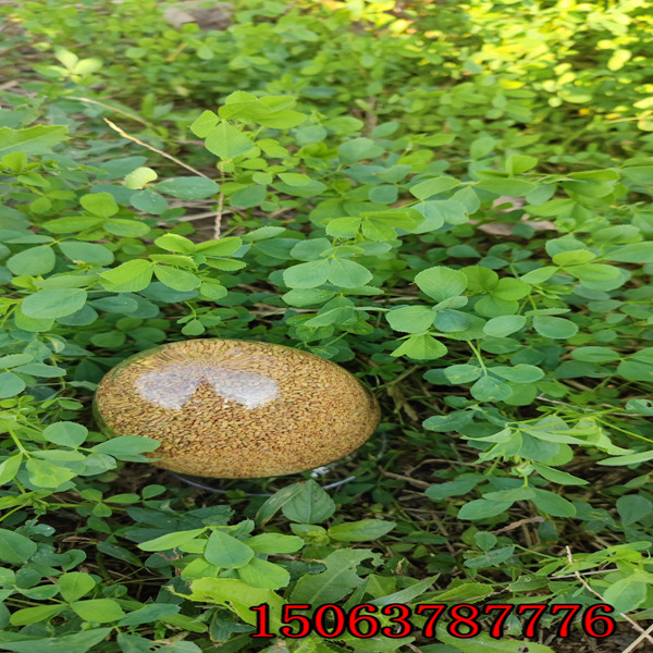 苜蓿草籽幾月播種？
