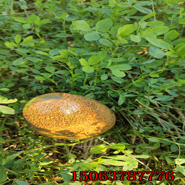 苜蓿草籽幾月播種？