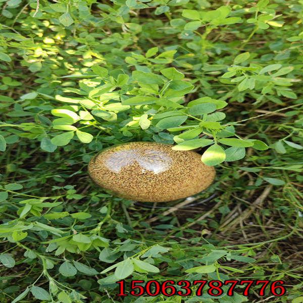 苜蓿草籽幾月播種？
