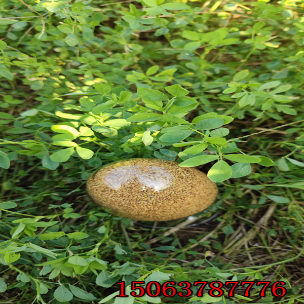 如何種苜蓿草草籽？