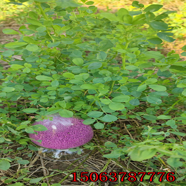 如何種苜蓿草草籽？