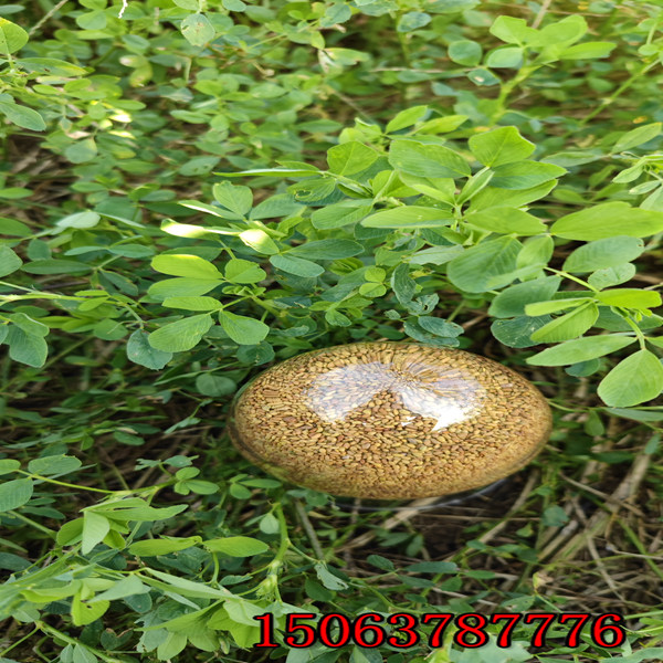 苜蓿草籽播種方法？