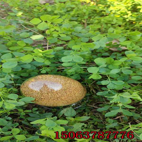苜蓿草一畝地下多少草籽？