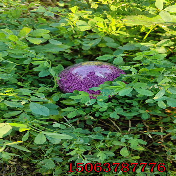 苜蓿草籽畝產多少斤？