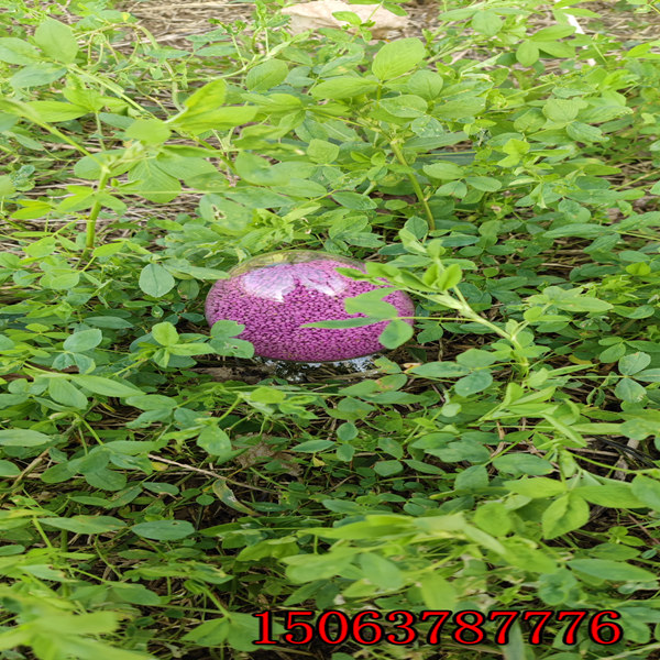 苜蓿草一畝地用多少草籽？