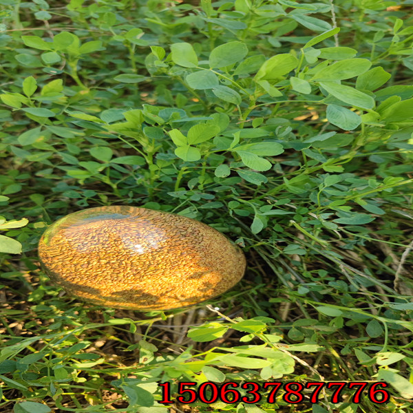 苜蓿草草籽多少錢一斤？