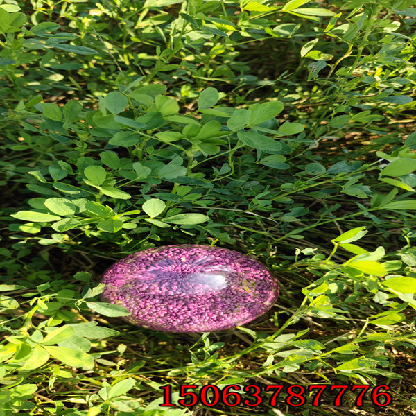 苜蓿草籽怎樣種植？