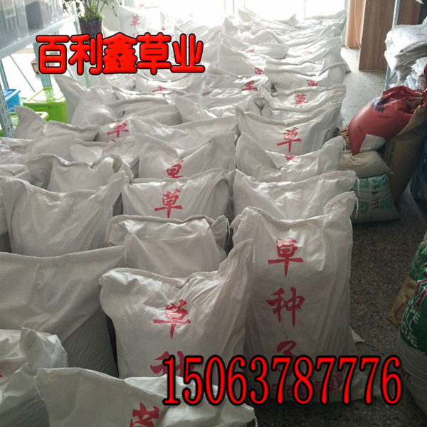 苜蓿草籽幾月種？