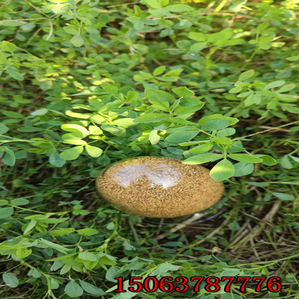 苜蓿草籽一畝地用多少價格？