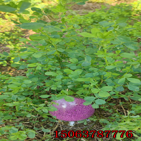 苜蓿草籽兒哪有賣的？