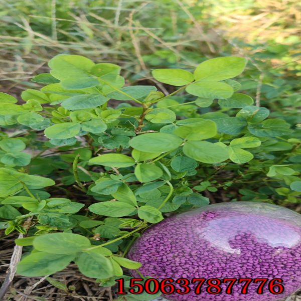 一公斤苜蓿草籽播種多少畝？