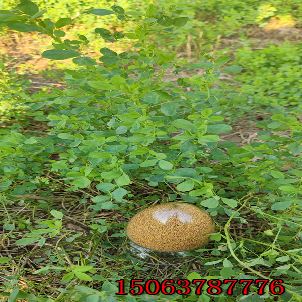 一公斤苜蓿草籽播種多少畝？