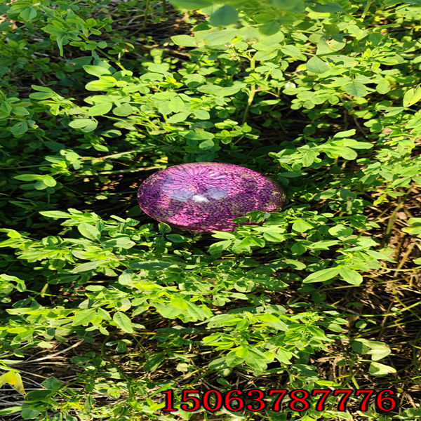 保定苜蓿草籽多少錢一斤？