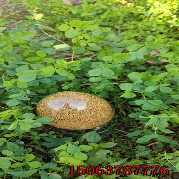 保定苜蓿草籽多少錢一斤？