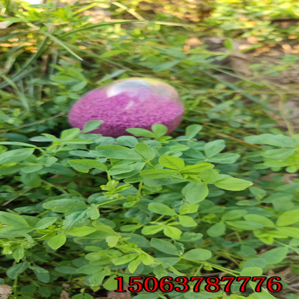 保定苜蓿草籽多少錢一斤？
