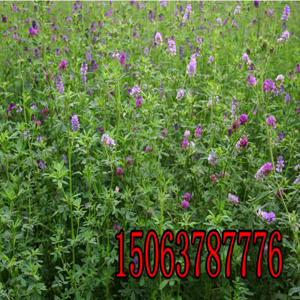 苜蓿草籽種植方法？