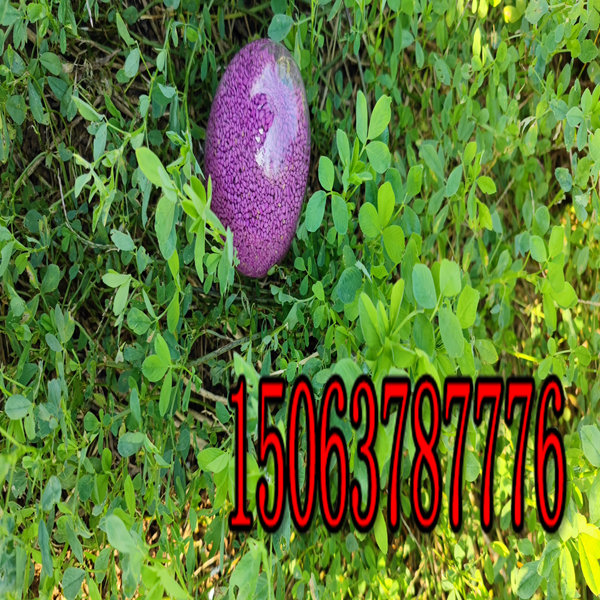 苜蓿草草籽批發價？