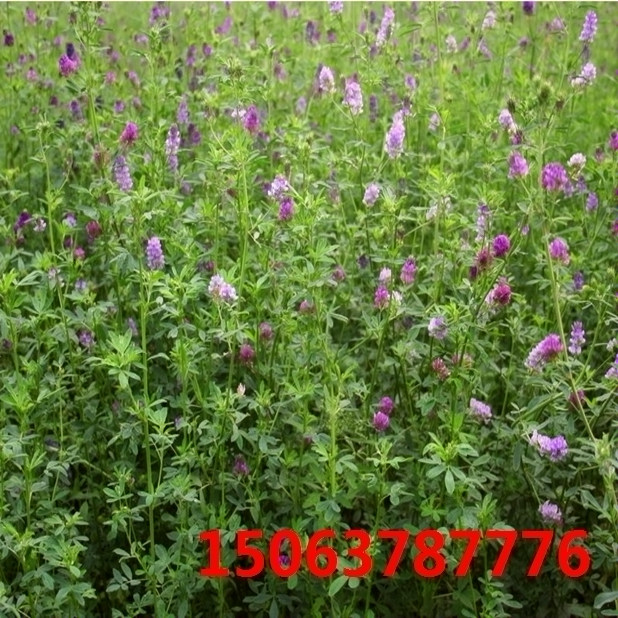 苜蓿草籽價格？