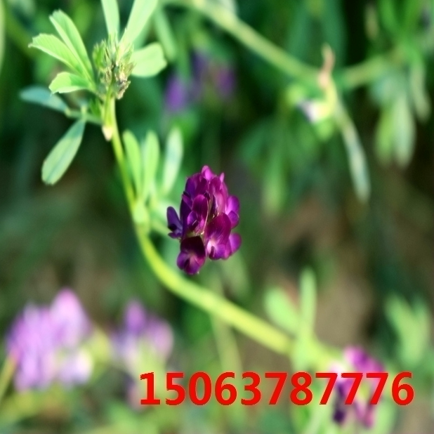 紫花苜蓿草籽價格？
