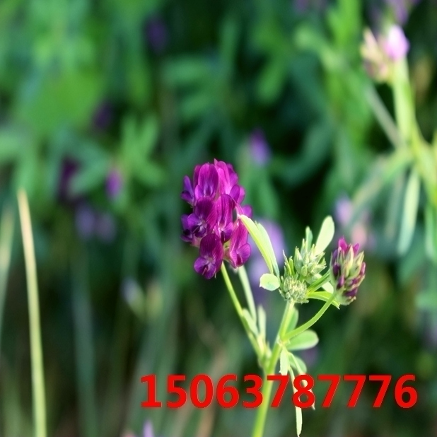 苜蓿草籽產量？
