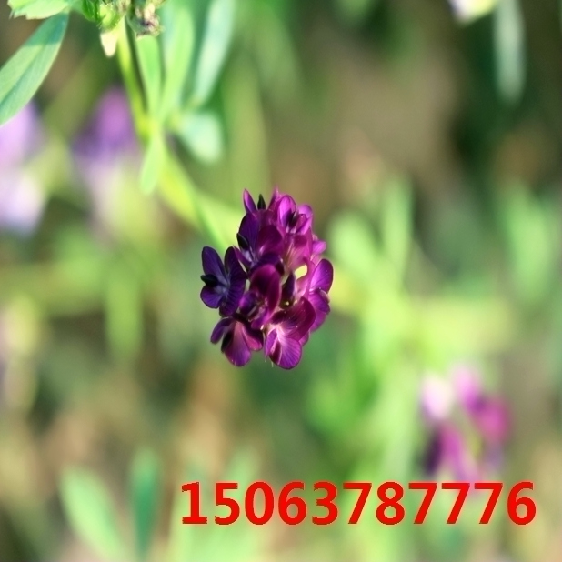 苜蓿草籽產量？