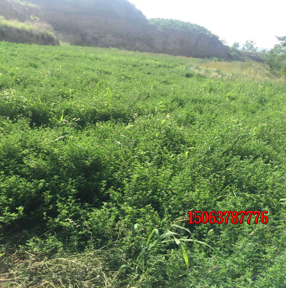 生長快速的草籽有哪些？