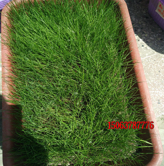 常見的草坪都是由什么草種子種植出來的？
