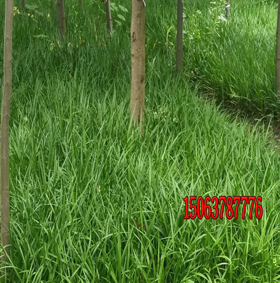 為什么有的草坪總是養不好？