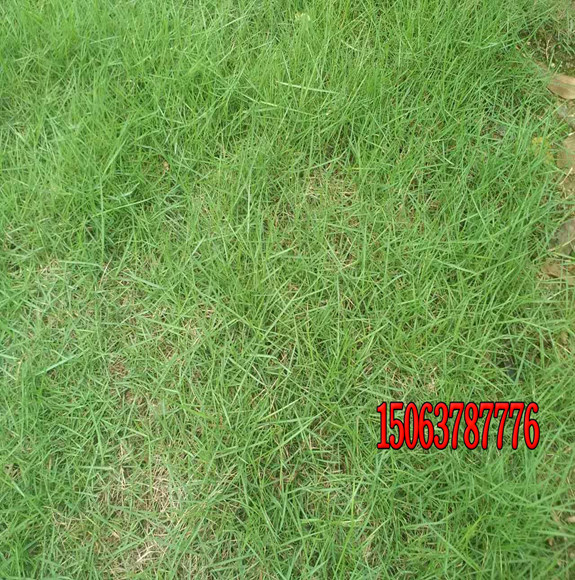 怎樣種植草坪？