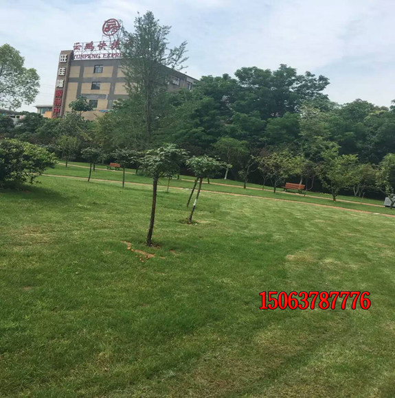 公園怎樣種植草坪？