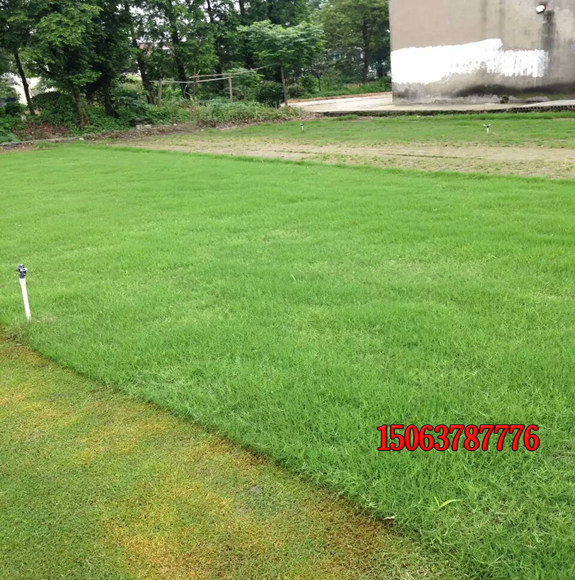 公園怎樣種植草坪？