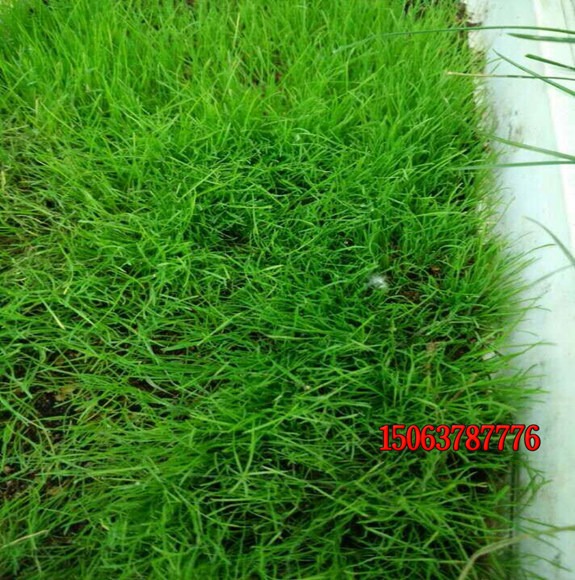 幾月份適合種植草坪？