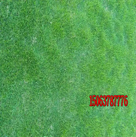 幾月份適合種植草坪？