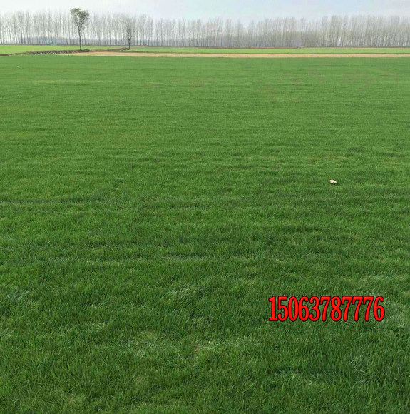 種植草坪需要注意哪些問題？