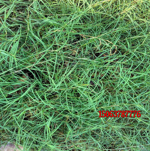 混播草籽費用高嗎？