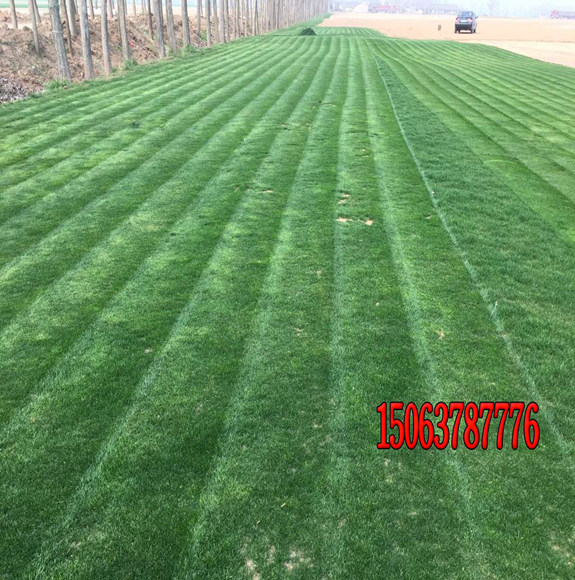 在北方適合種植什么草坪？