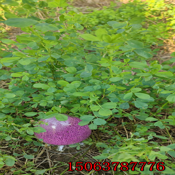 苜蓿草籽播種深度？